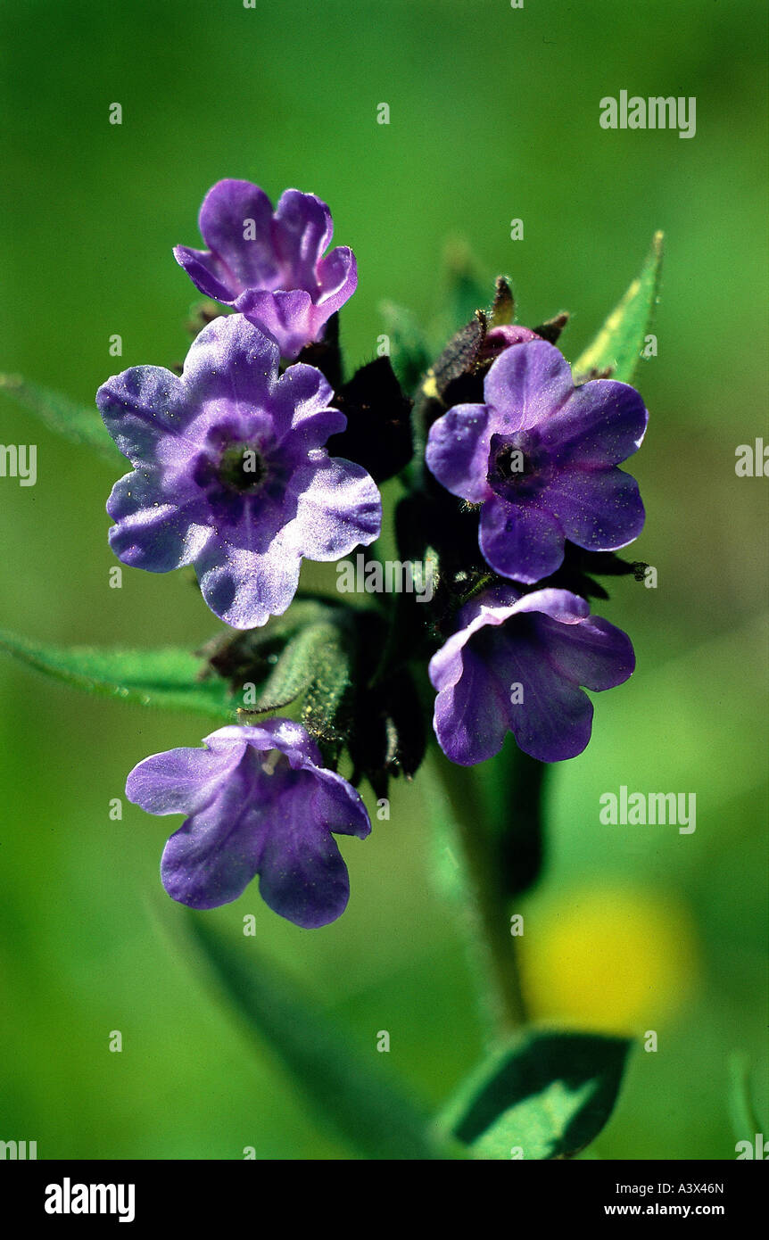 botany, Lungwort, (Pulmonaria), Johnson`s Blue, (Pulmonaria angustifolia), blossoms, Pulmonaria azurea, visianii, australis, Bor Stock Photo